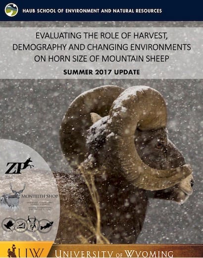 Cover of the University of Wyoming horn size study, Summer 2017 Update, showing a bighorn ram in falling snow