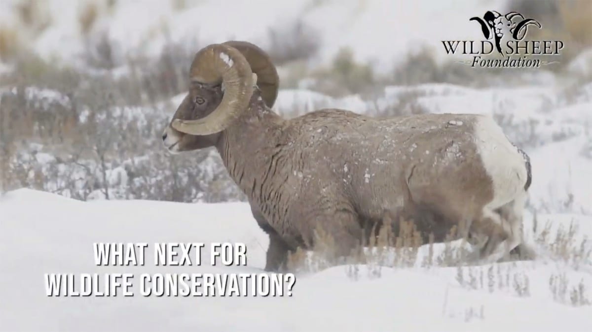 Bighorn ram in snow, with the video title “What Next for Wildlife Conservation?” and the Wild Sheep Foundation logo