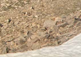 Bighorn sheep on a snowfield on the east side of the White Mountains