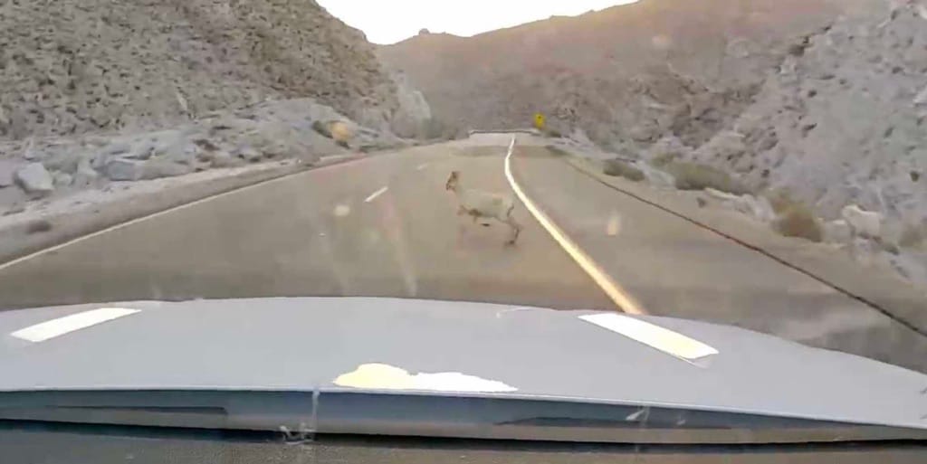 A bighorn crossing Interstate 8, from a dash camera