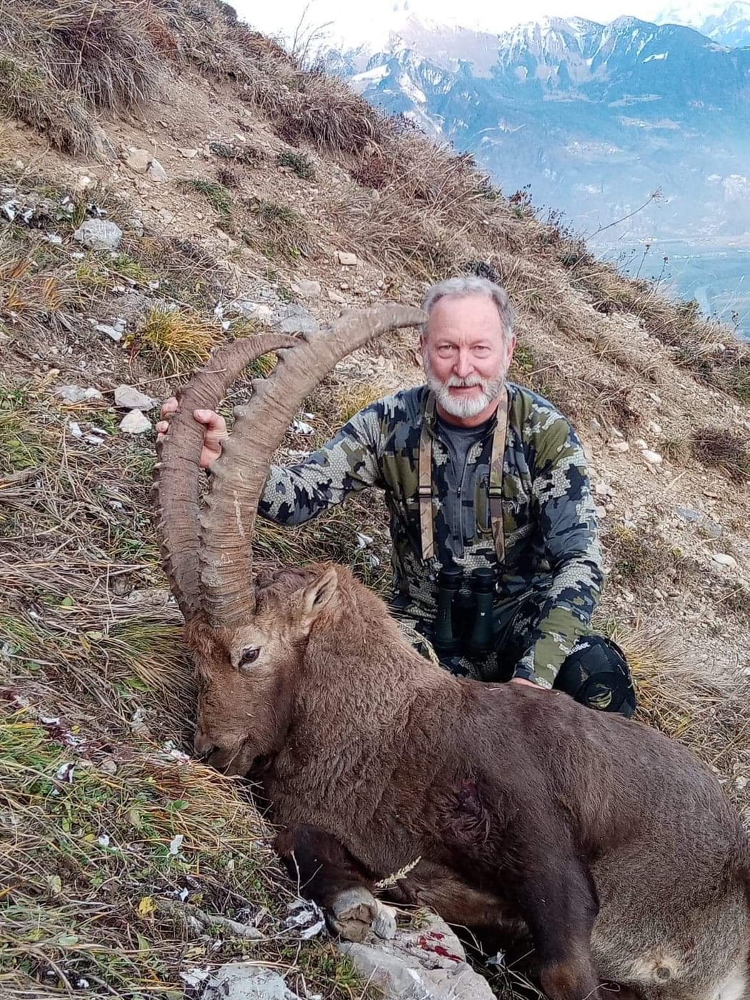 Alpine ibex