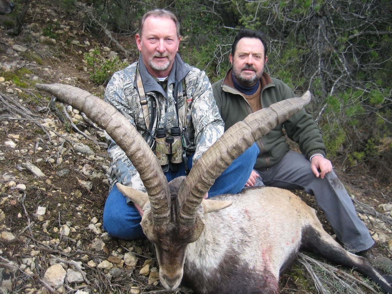 Beceite ibex