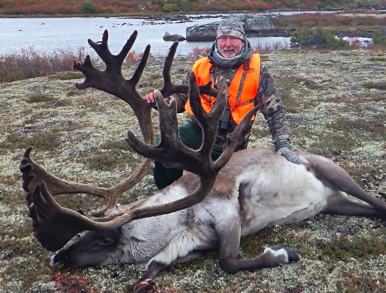Caribou