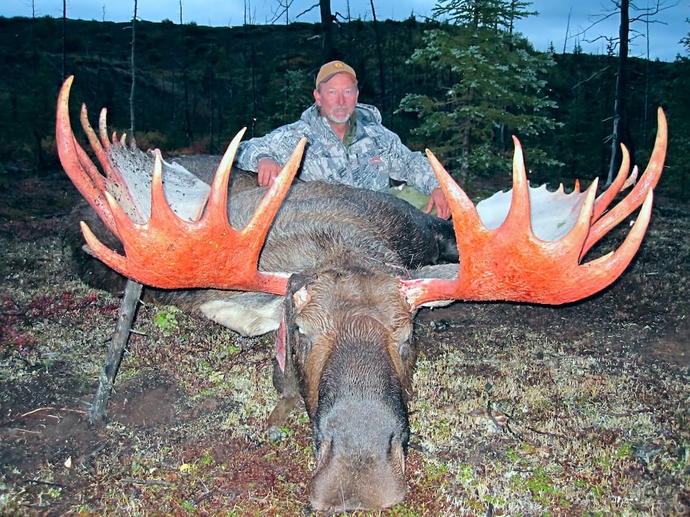 Moose