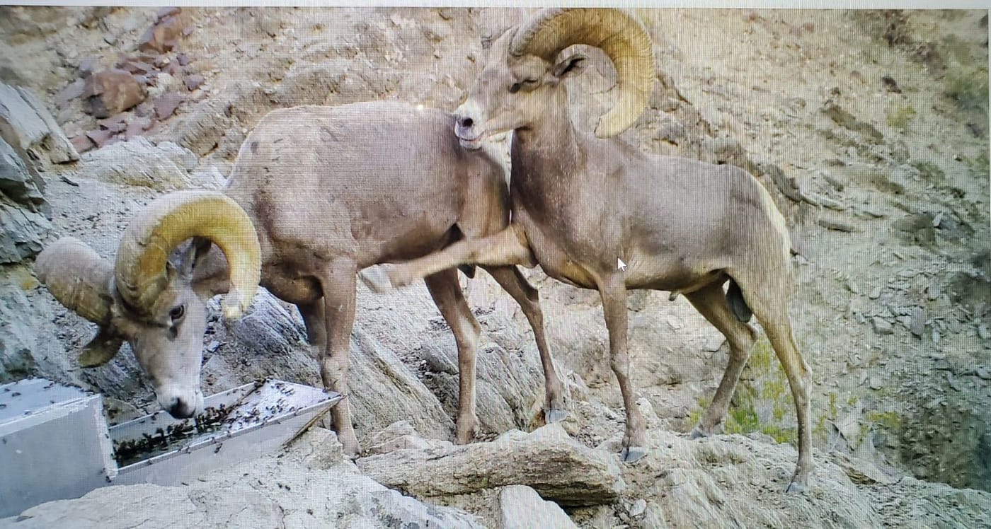 Desert bighorn rams at the water