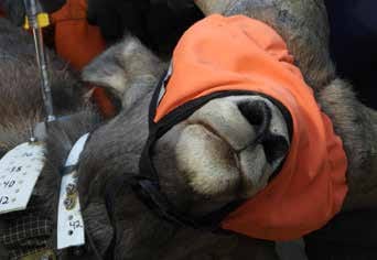A blindfolded bighorn fitted with a collar and ear tags