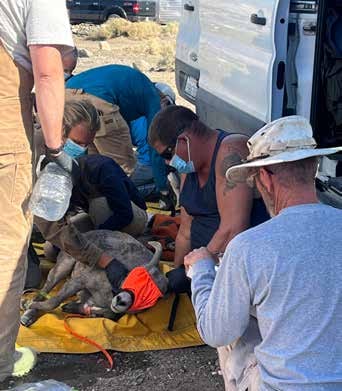 CDFW biologists processing a captured bighorn at Ballarat