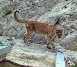 Trail-camera photograph of a mountain lion at the Little Fargo drinker