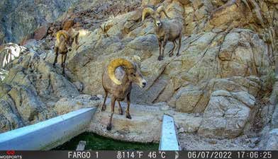 Trail-camera photograph of a desert bighorn ram at the Little Fargo drinker