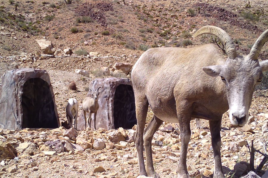 A desert bighorn ram at a drinker