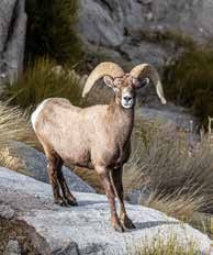 A bighorn ram standing on a granite slab among grass and shrubs, looking at the camera