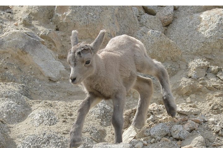 A bighorn lamb, days old, picking its way across boulders