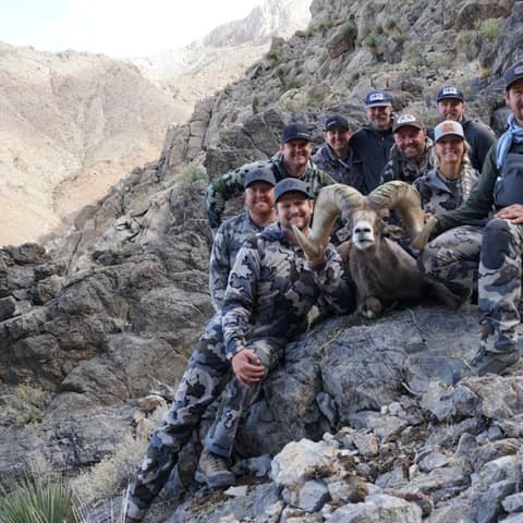 Mike Parbst, Clark Kingston Range, Desert Sheep 176 3/8", Kika Worldwide, 2019