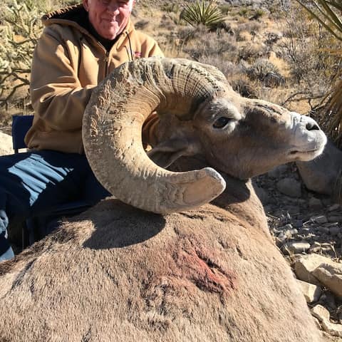 Art Hibbits, Dry Creek Outfitters, Clark-Kingstons, Desert Sheep