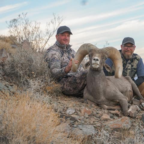 Brice Young, Kika Worldwide, Clark / Kingston, Desert Sheep 177"