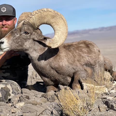 Alan Shultz, Desert Bighorn