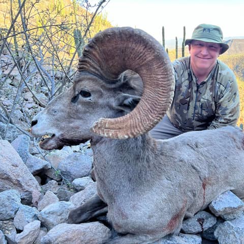 Paul Schultheis, Sonora Mexico Desert Ram