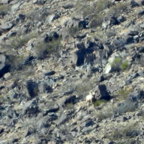 Sheep At Distance, Carlos G