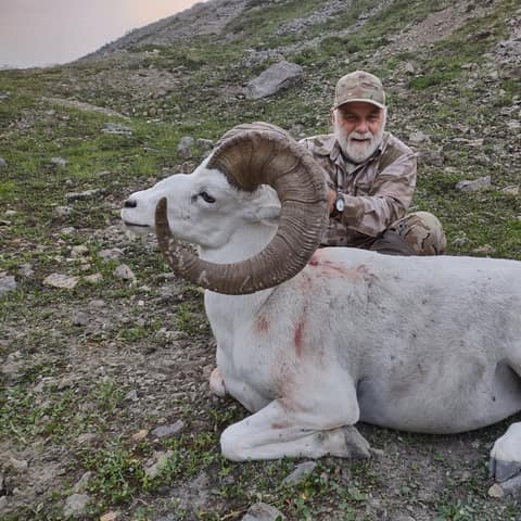 Mike Torres, 2023 Dall Sheep
