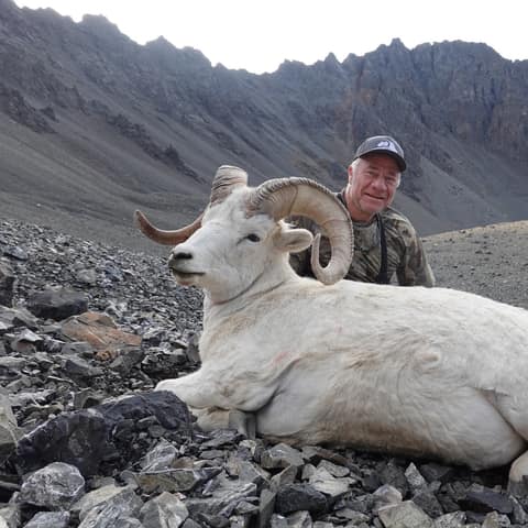 Vince Bloom, 2023 Dall Sheep