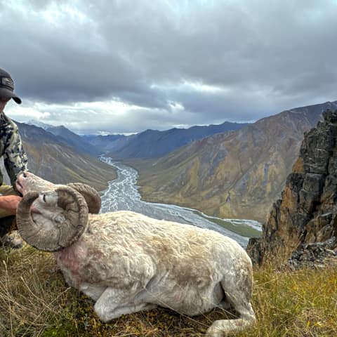 Jed Brusseau, In Love with His Dall Sheep