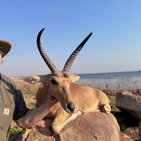 John Ware, Common Reedbuck, Zambia