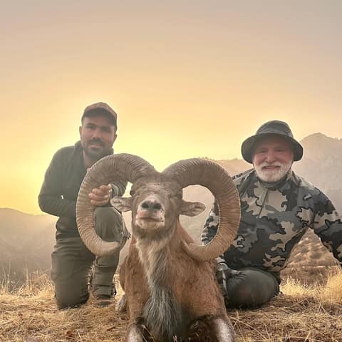 Mike Borel, Bukhara Urial with Wild Hunting Turkey Asia